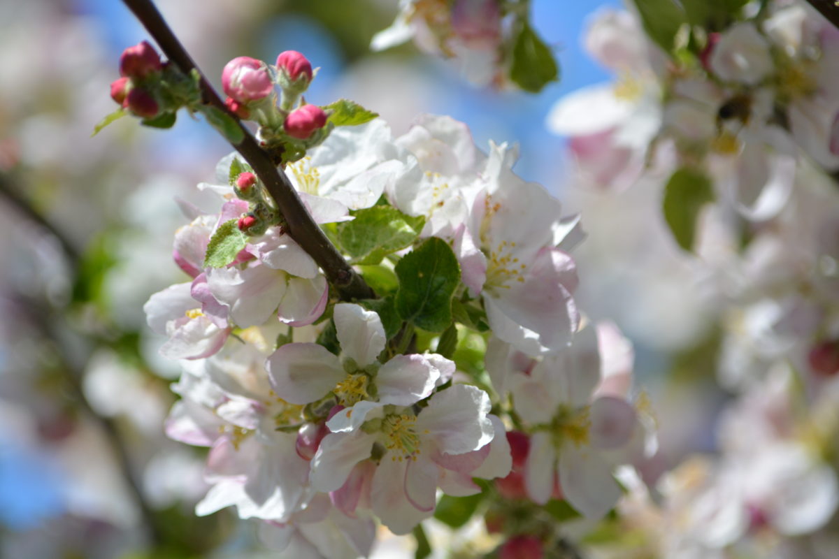 Einblicke in die Anthroposophische Ernährung